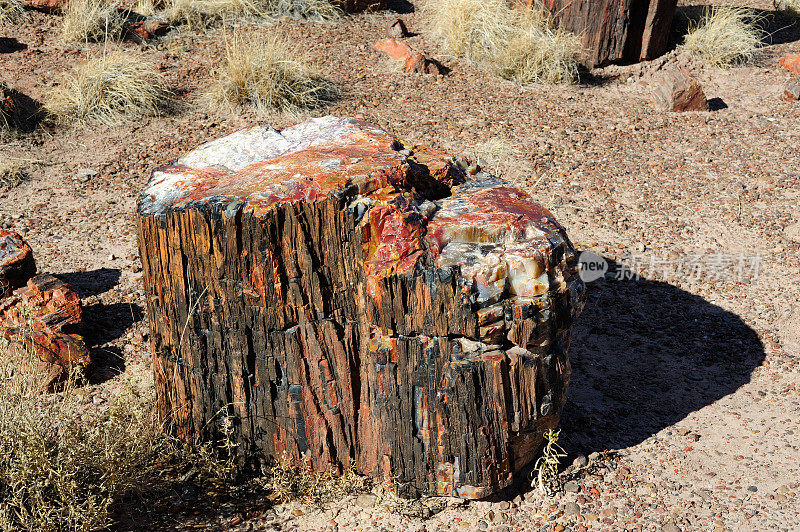 石化森林国家公园的石化木材