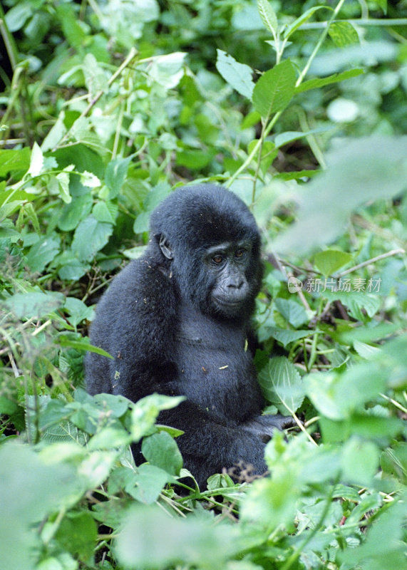 濒危的年轻山地大猩猩热带雨林藤本布温迪密林乌干达