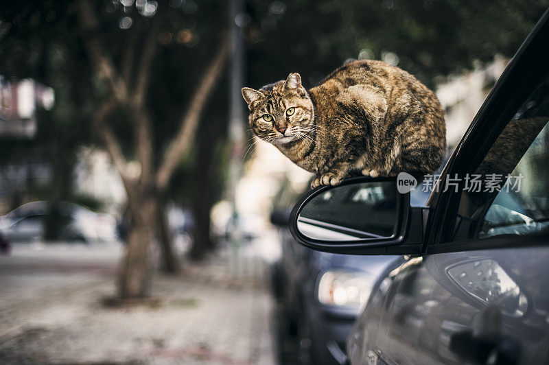 一辆车的侧视镜上的流浪猫