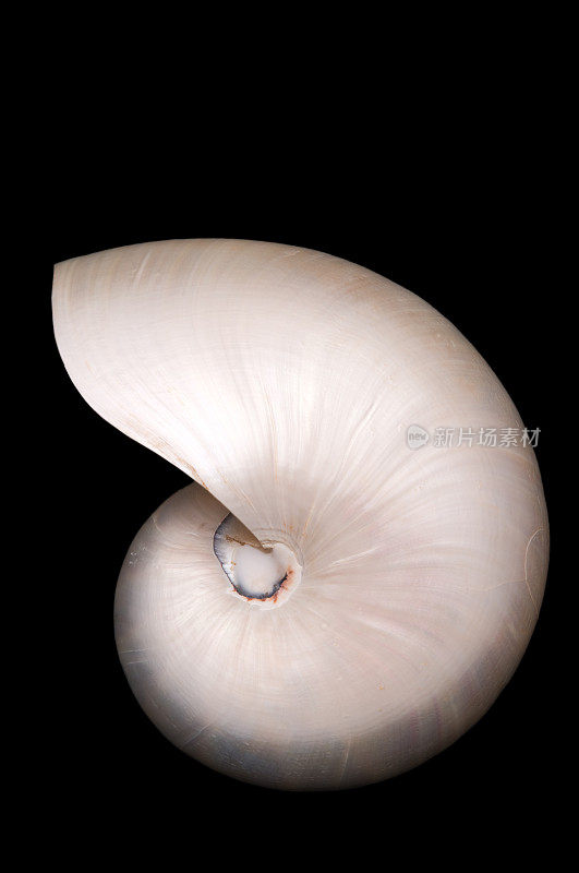 有珍珠般光泽的鹦鹉螺