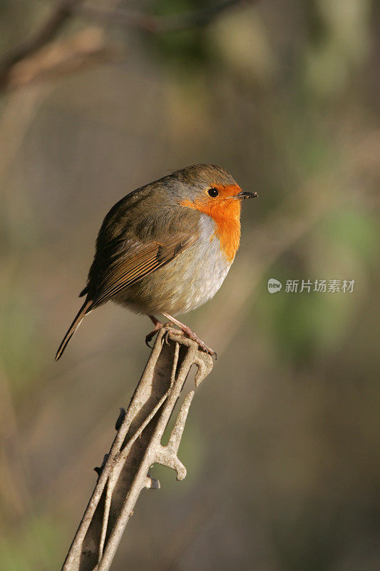 罗宾(红心rubecula)