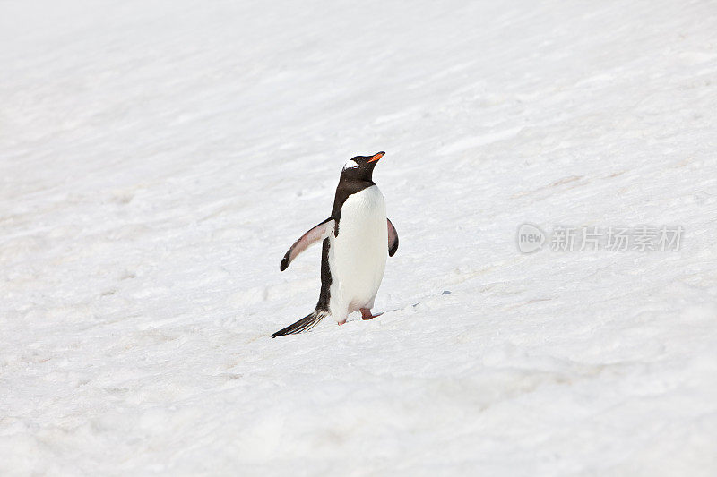 在斜坡底部的巴布亚企鹅