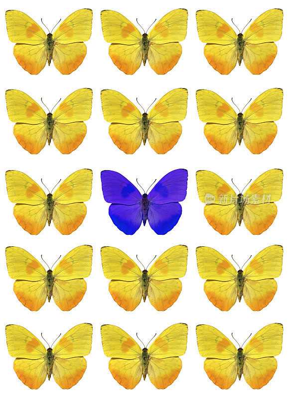 黄色蝴蝶和蓝色蝴蝶中间的蒙太奇