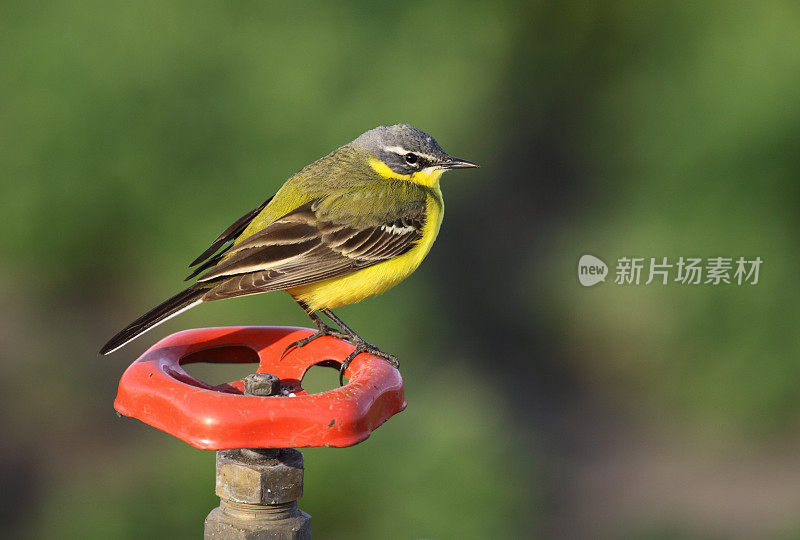 西部黄Wagtail(莫塔西拉黄)