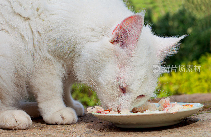 猫在户外吃东西