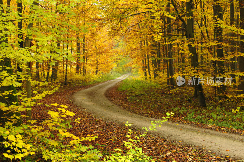 穿越秋季落叶混交林的徒步小径