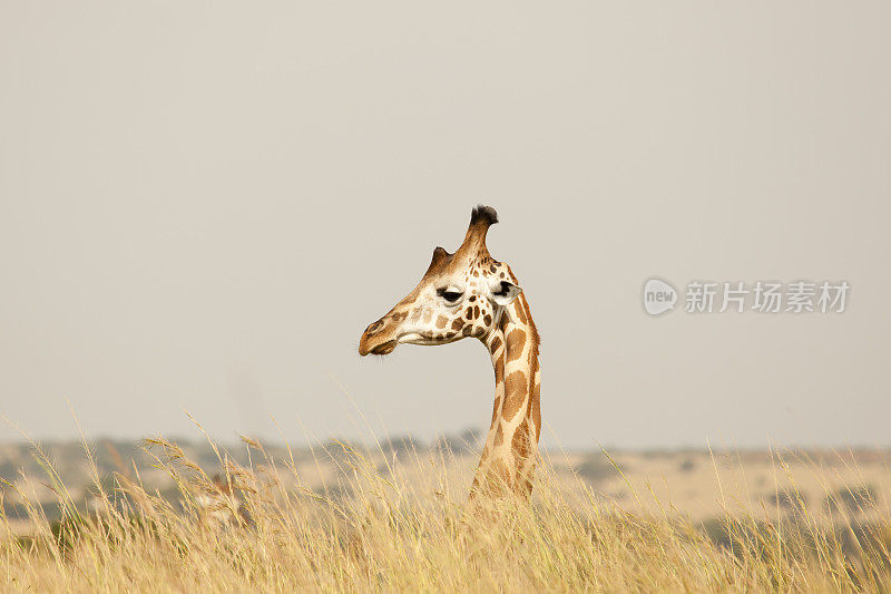 罗斯柴尔德长颈鹿-肖像(护照照片)