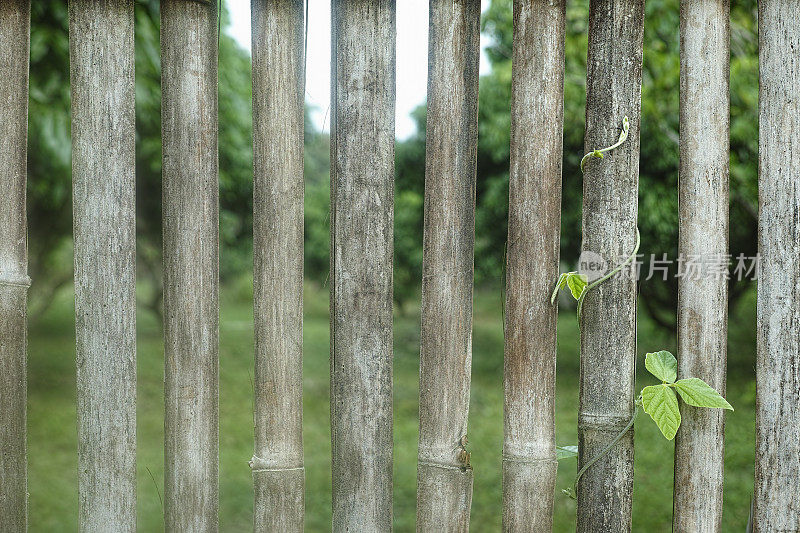 竹篱笆上的一种野生攀缘植物。