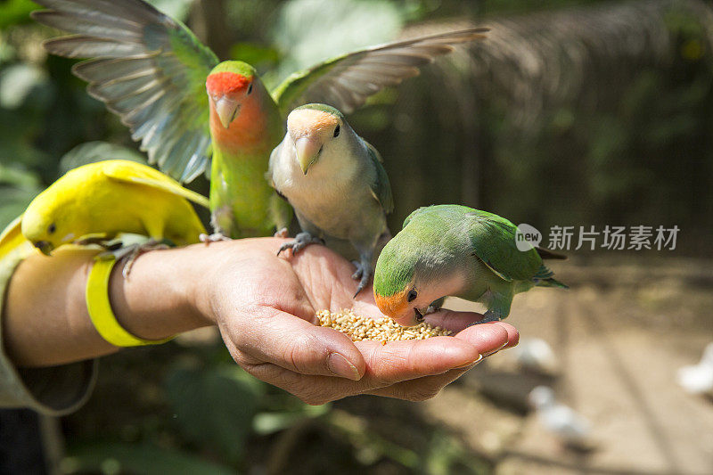 鸟喂食