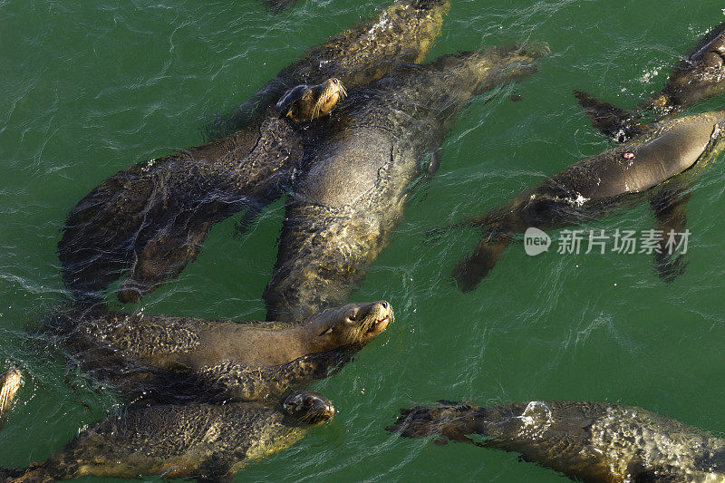 野生海狮一起游泳