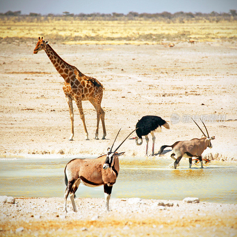 纳米比亚Etosha水坑里的鸵鸟、羚羊和长颈鹿
