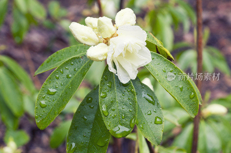 杜鹃花的白色4月