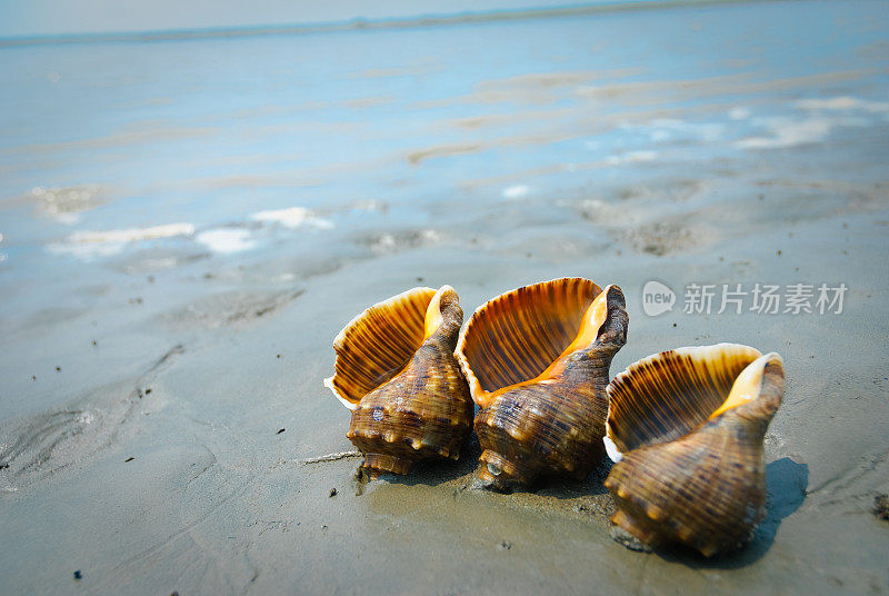 海滩上的海螺