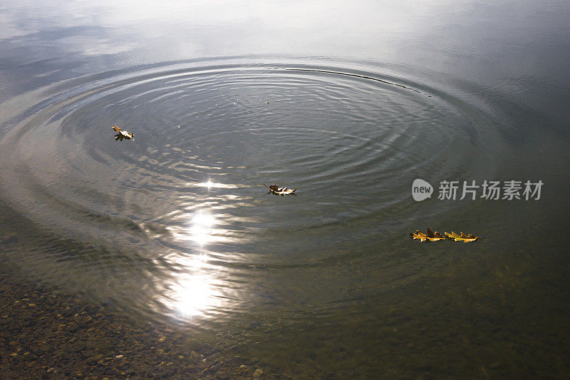 枯叶漂浮在波浪形的池塘表面