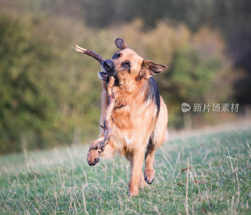 德国牧羊犬动作射击