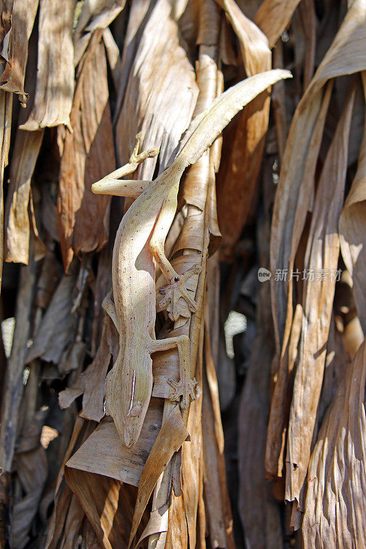 马达加斯加:Mantadia国家公园里的条纹叶尾壁虎