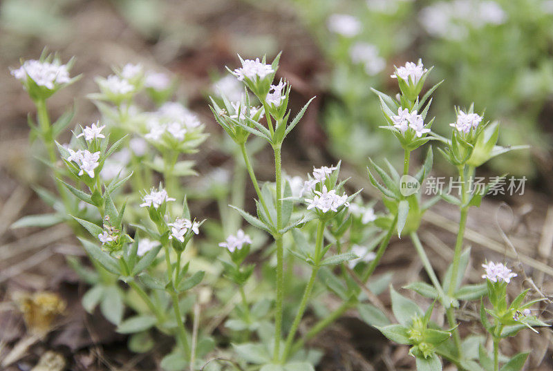 野茜草