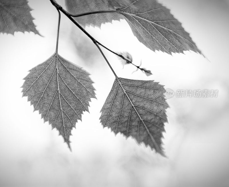 桦树的叶子是黑色和白色的