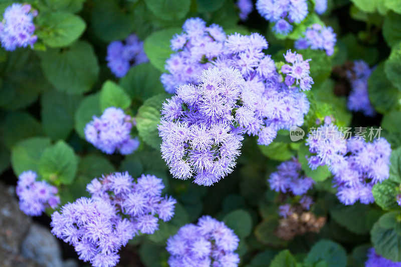 公园紫花植物特写