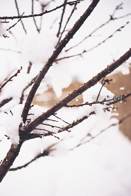 春天下雪时树枝被雪覆盖