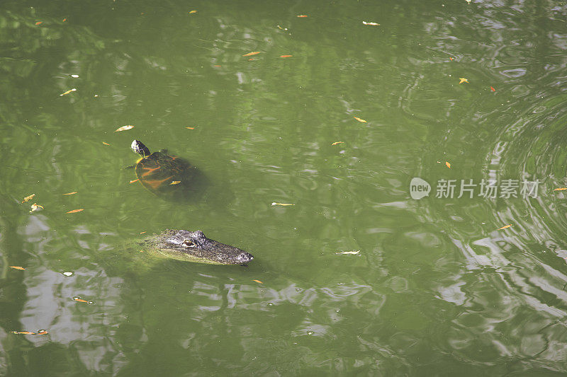 大沼泽地盛产短吻鳄和海龟