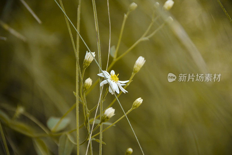 近景的一朵小花与抽象的背景。