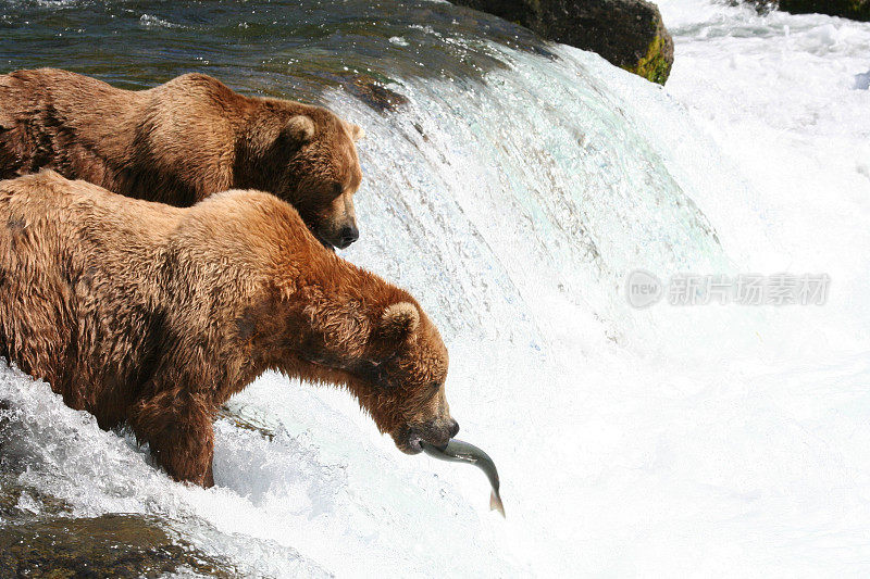 在阿拉斯加布鲁克斯瀑布钓鱼的公熊。