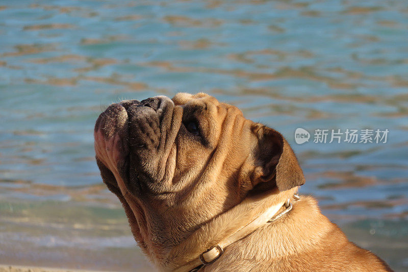 抬头看英国斗牛犬