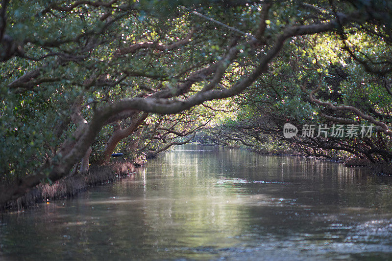 绿色通道