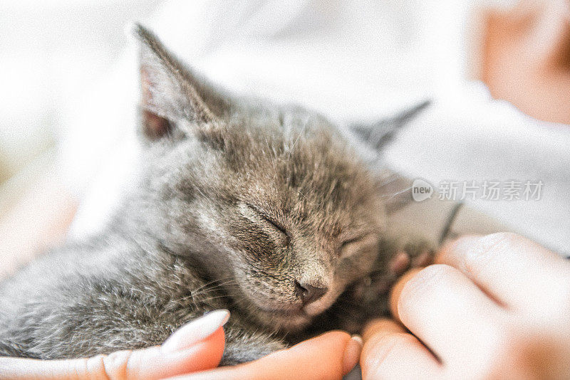 可爱的蓝色俄罗斯小猫不小心睡在人的手中