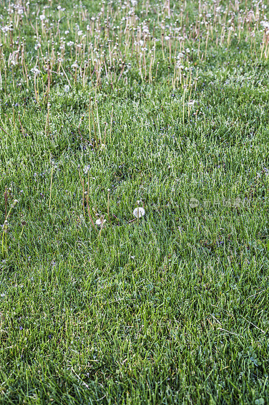 蒲公英杂草窒息了前院草坪草