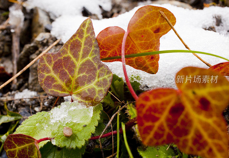 常春藤在雪地上