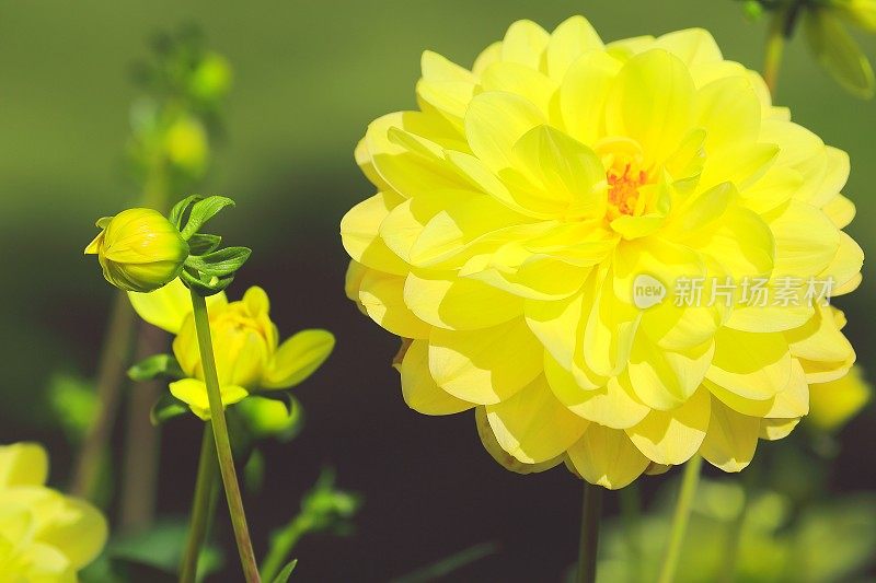 鲜艳的黄色花朵，花园和植物枝叶背景