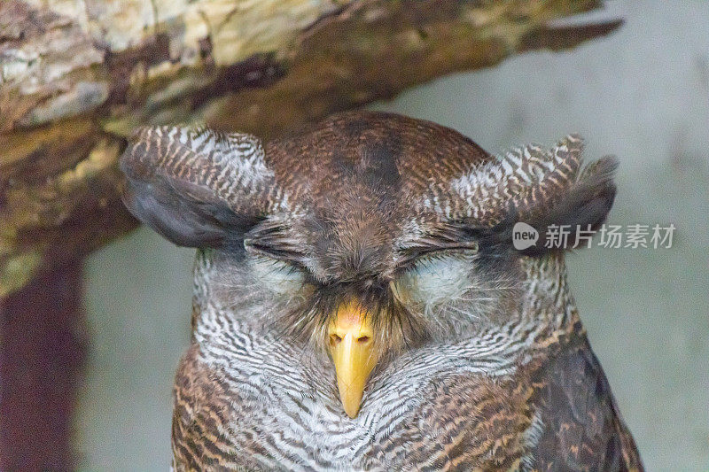 马来鹰鸮头