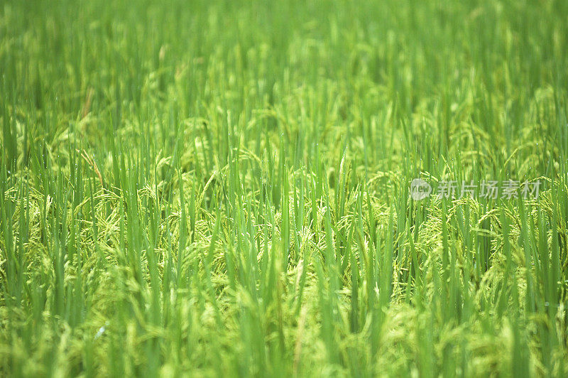 稻田在雨中