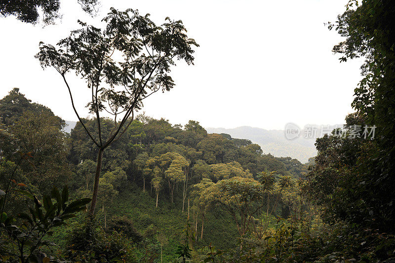 卢旺达:Nyungwe雨林