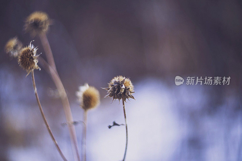 冬季干燥的野花种子头