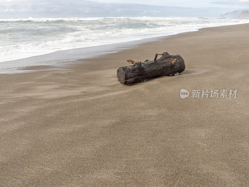 俄勒冈海岸海滩与树原木危险在冲浪