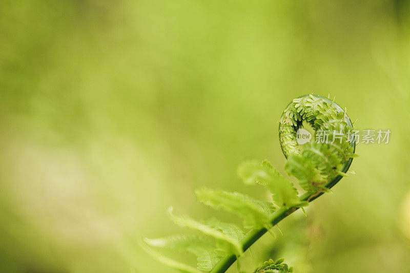 蕨类植物