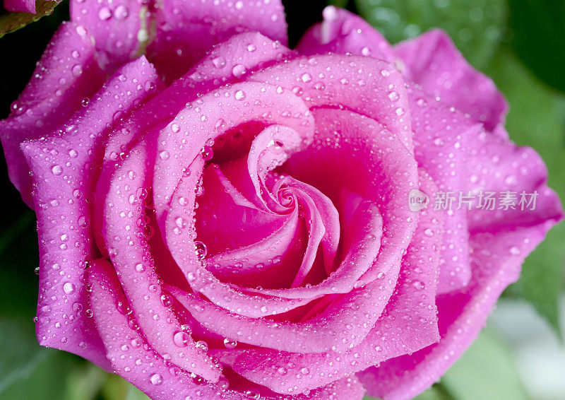 带雨滴的粉红玫瑰