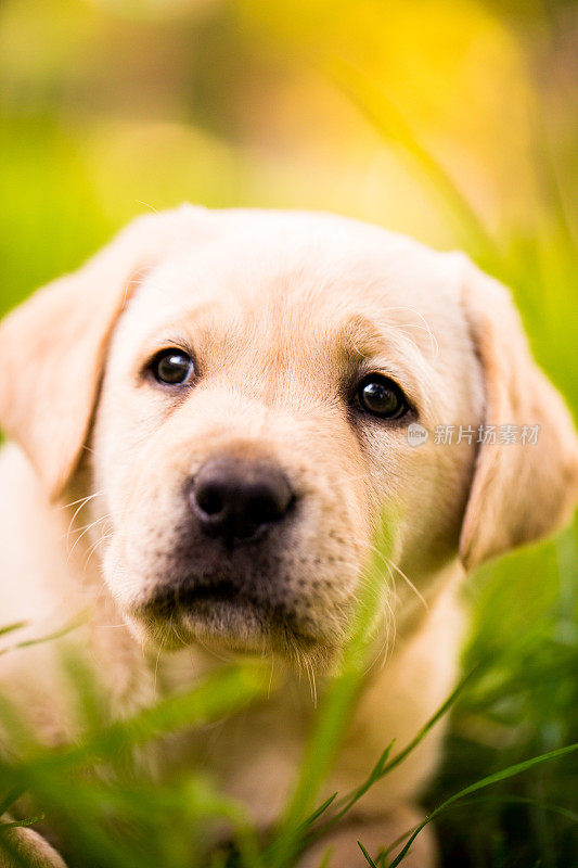 拉布拉多幼犬