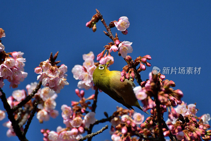 樱花和日本白眼睛