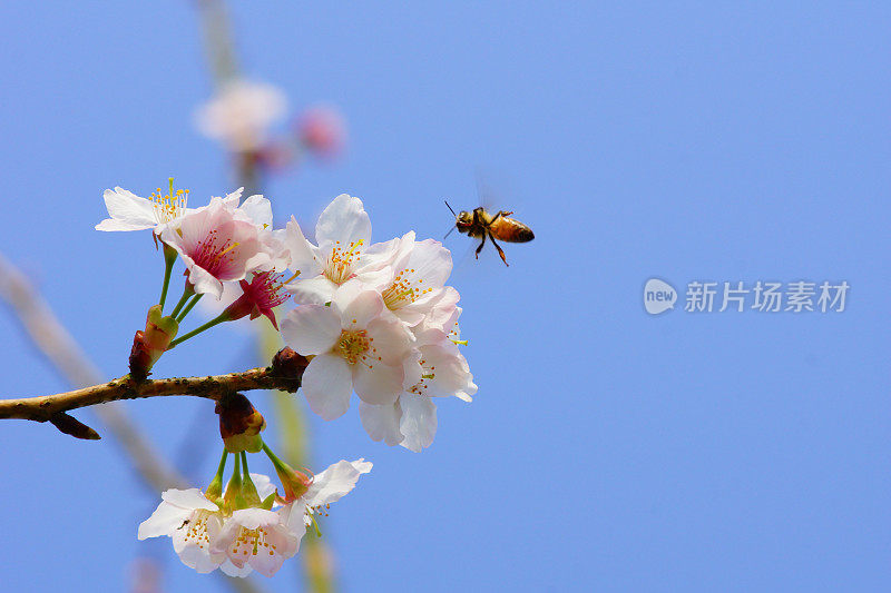 花与飞蜂