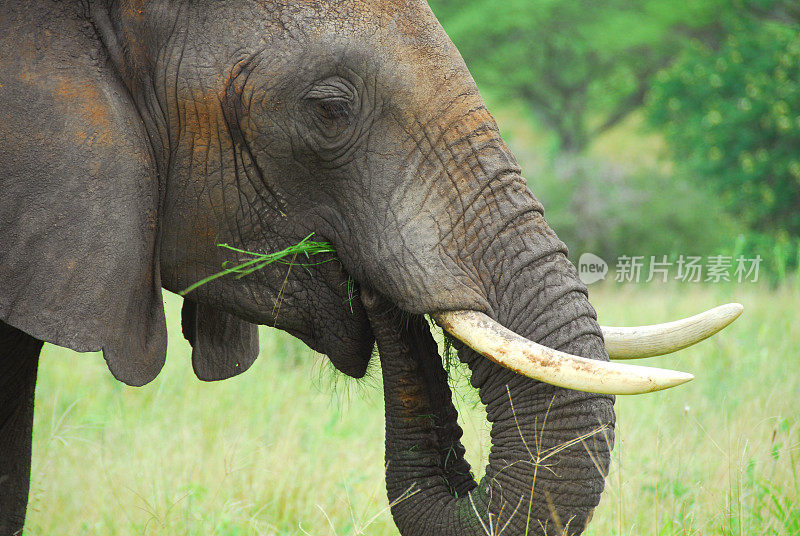 大象，塔兰吉尔国家公园，坦桑尼亚