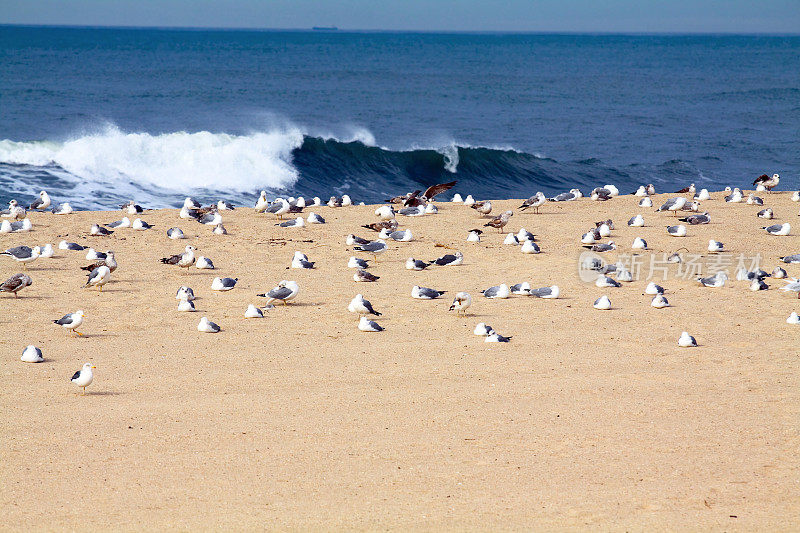 大西洋的海鸥群