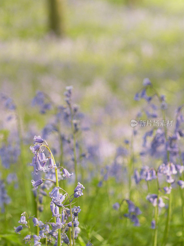 蓝铃花的特写镜头