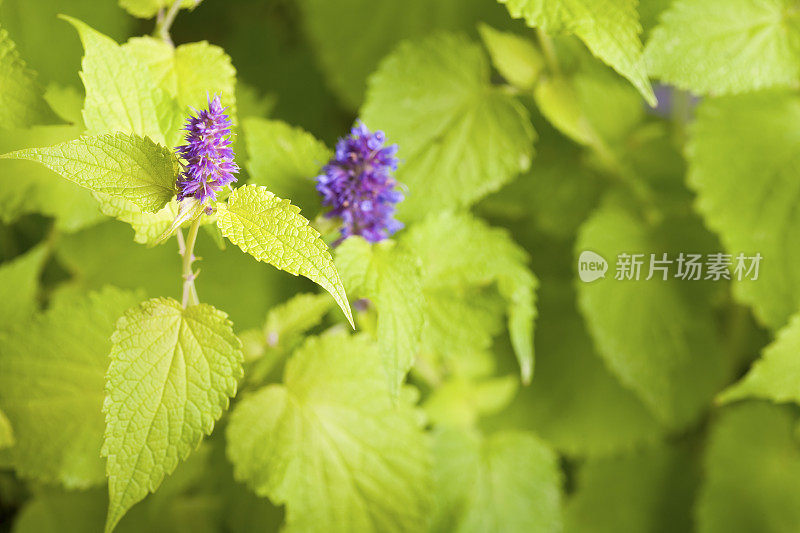 金禧八角牛膝草