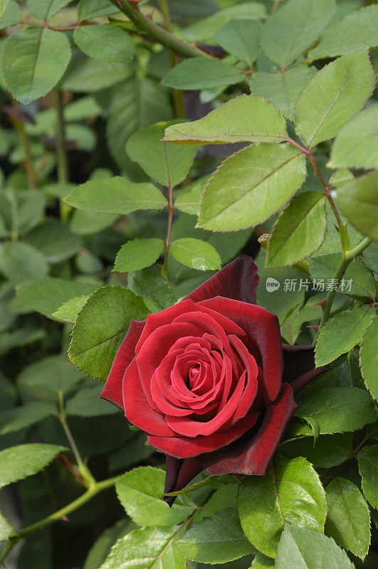 葡萄藤上的鲜红玫瑰