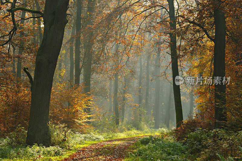 在阳光明媚的秋天，徒步穿越混交林的小路