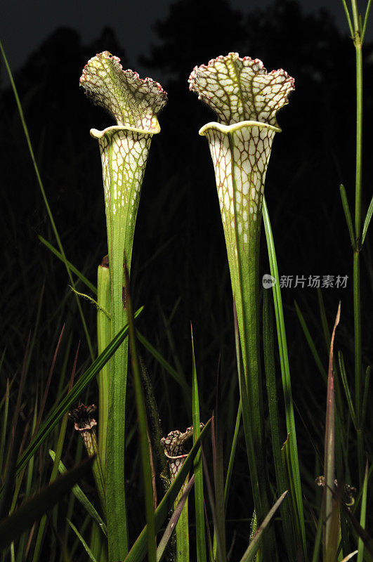 两个投手植物